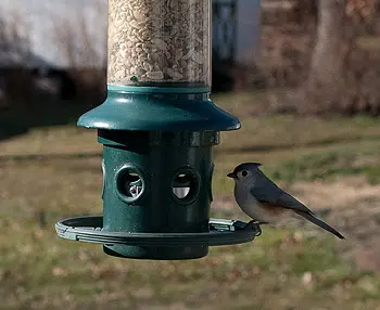 Mésange et sa mangeoire