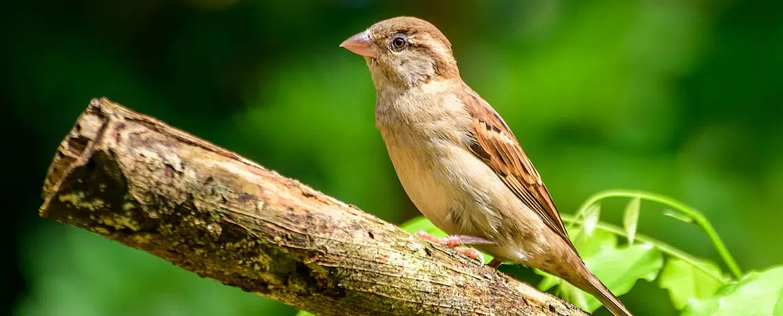 Oiseau du jardin