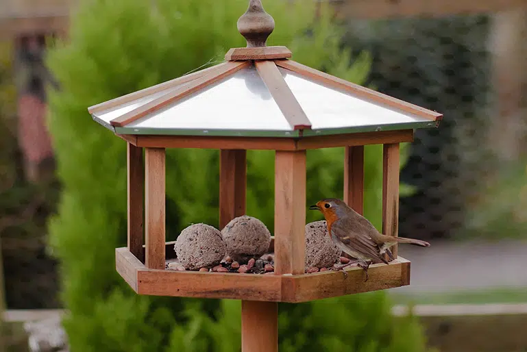 Donner à manger aux oiseaux en hiver