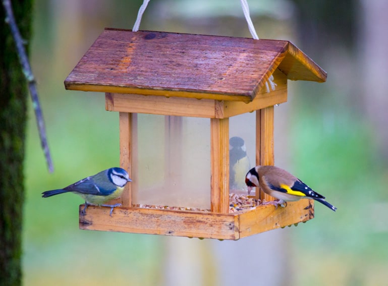 Nourrir les oiseaux de votre jardin