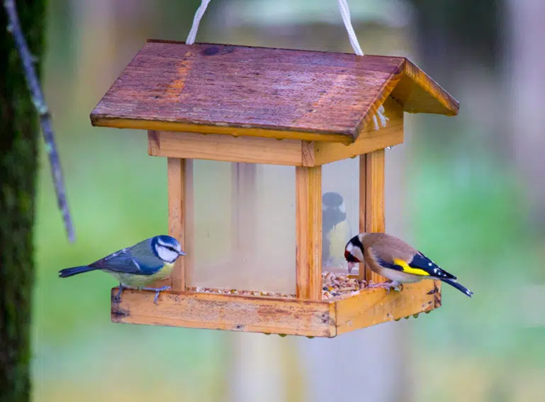 Nourrir les oiseaux de votre jardin