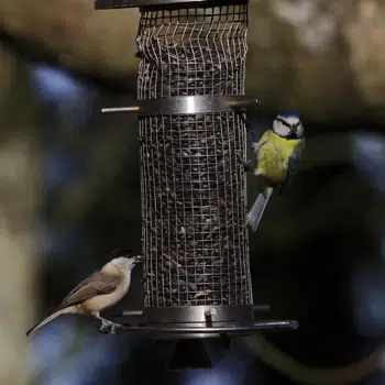 Mésanges se nourrissent dans la mangeoire