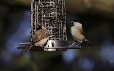 nourrir les oiseaux de votre jardin toute l’année