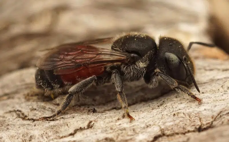 Osmia andrenoides