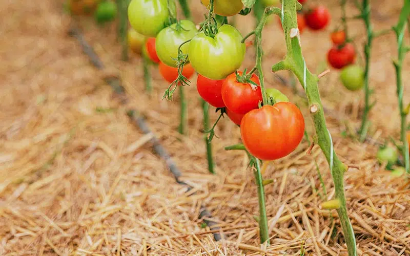Paillage tomates