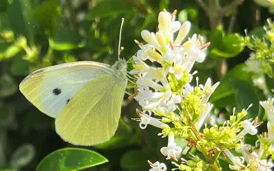 Papillon dans le jardin. Pourquoi faut-il les attirer ?