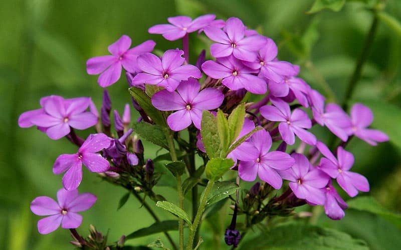 Le phlox est une plante vivace appréciée pour ses magnifiques fleurs parfumées et sa longue période de floraison. Les fleurs du phlox dégagent souvent un parfum doux et agréable, attirant les abeilles, les papillons et autres pollinisateurs.