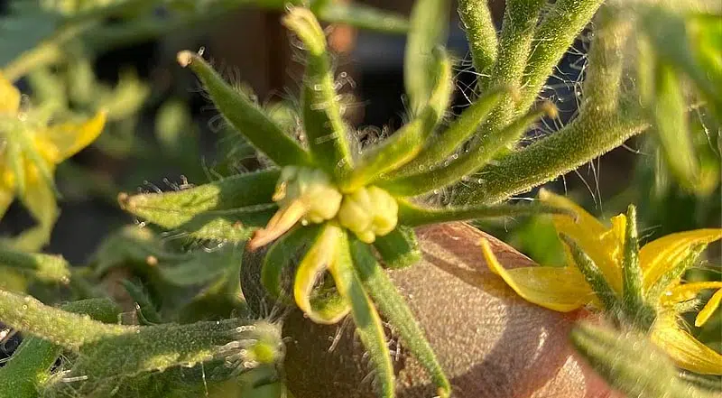 Plant de tomate tête de chat