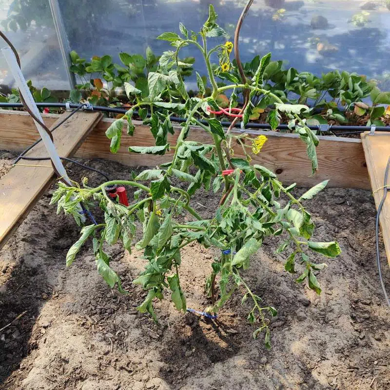 Plant de tomates