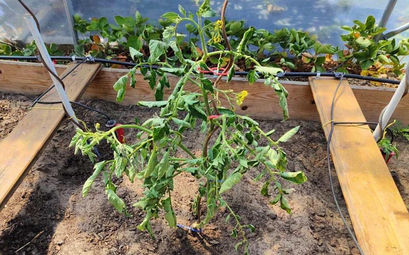 Plant de tomates dans la serre dont les feuilles s'enroulent