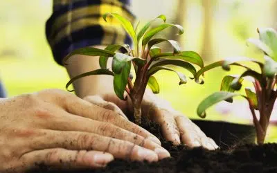 astuces de Juin au potager