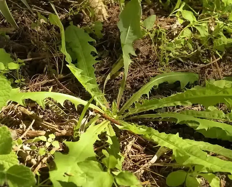Désherbage et binage au potager pour éliminer les mauvaises herbes et aérer le sol avant le paillage.