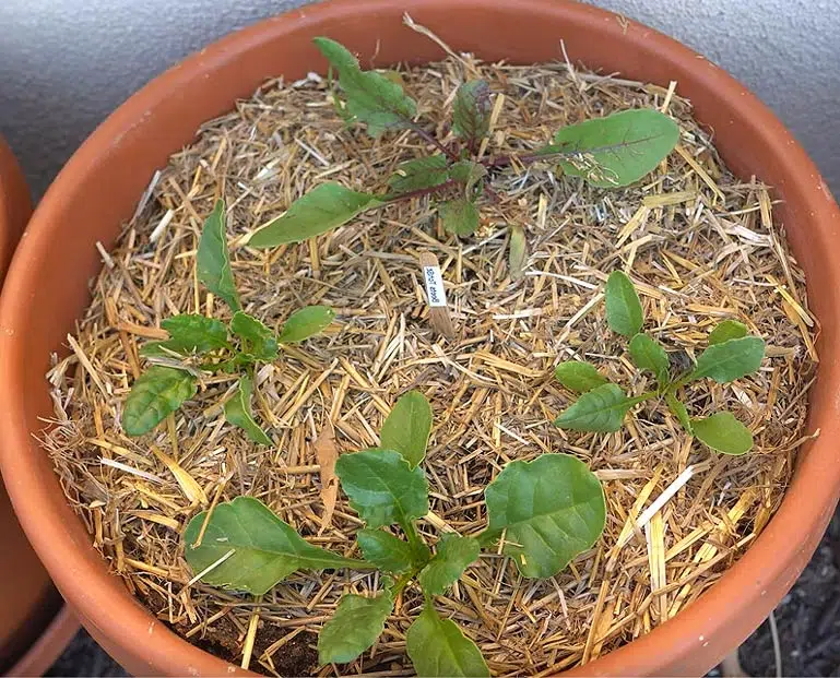 Paillage au potager pour conserver l'humidité et protéger les plantes