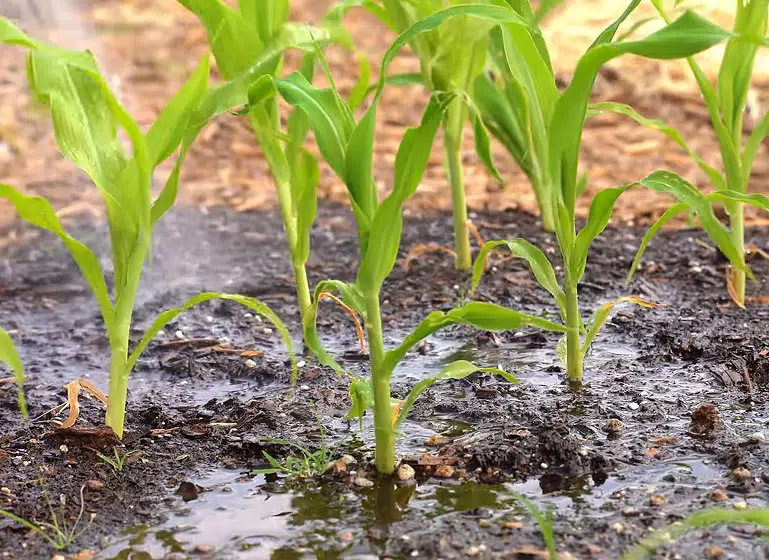 Arrosage modéré des plantes en juin, avec une attention particulière pour les semis, de préférence le soir.