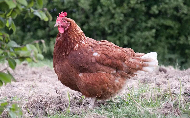 Poule qui gambade à la maison