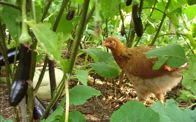 Poule dans le potager