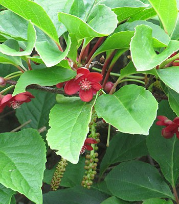 Le schisandra