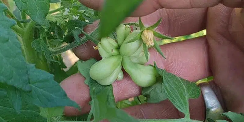 Développement du fruit à partir d'une fleur "catface"