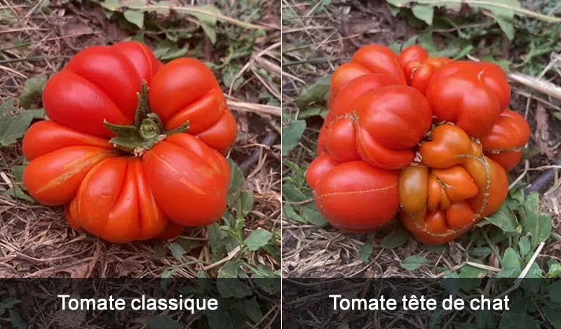 Tomate tête de chat ou catface