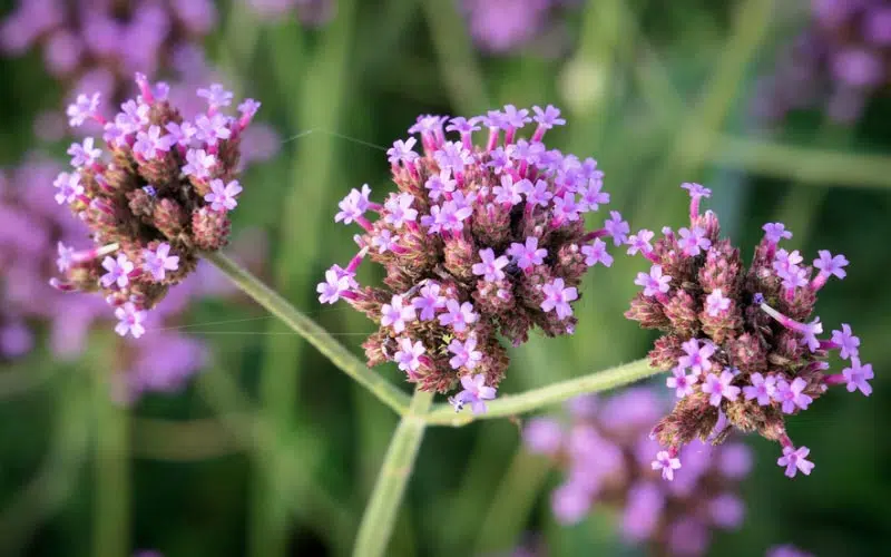 Le verbena est connu pour sa longue période de floraison, généralement du printemps à l'automne. Il produit des grappes de petites fleurs regroupées, créant un effet visuel saisissant.