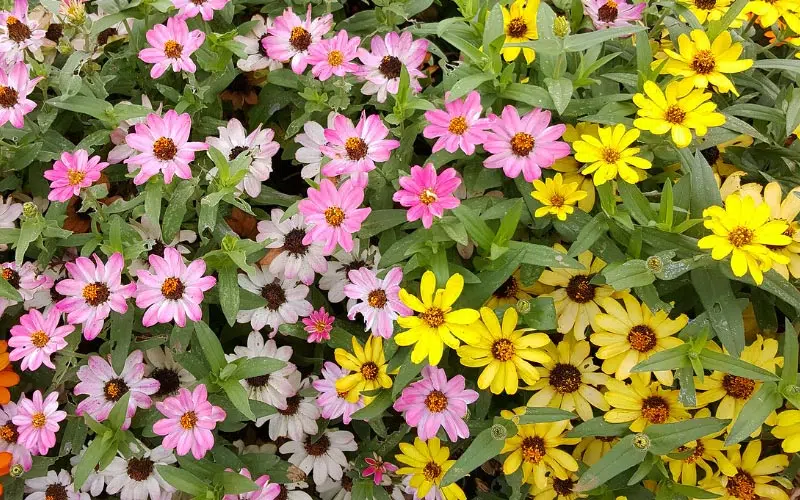 Le zinnia est une plante annuelle populaire appréciée pour ses fleurs éclatantes et sa facilité de culture.  Le zinnia est réputé pour sa floraison généreuse et durable. Ses fleurs peuvent être simples, doubles ou semi-doubles, et se présentent sous différentes formes, telles que pompons, couronnes ou marguerites. 