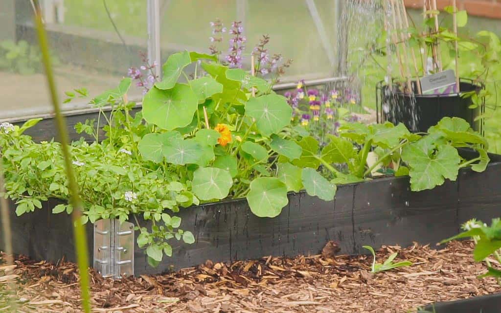 Capucines au jardin potager