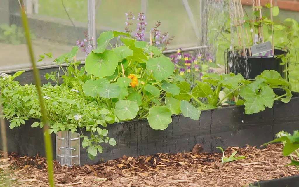 Capucines au jardin potager