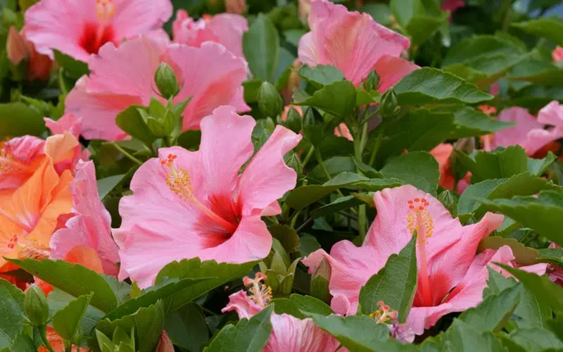 Taille hibiscus