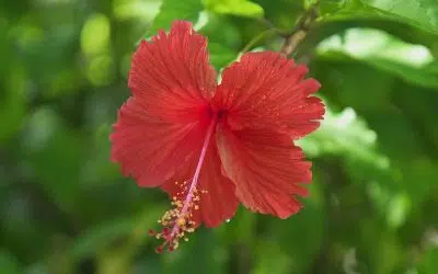 L’hibiscus ou althéa