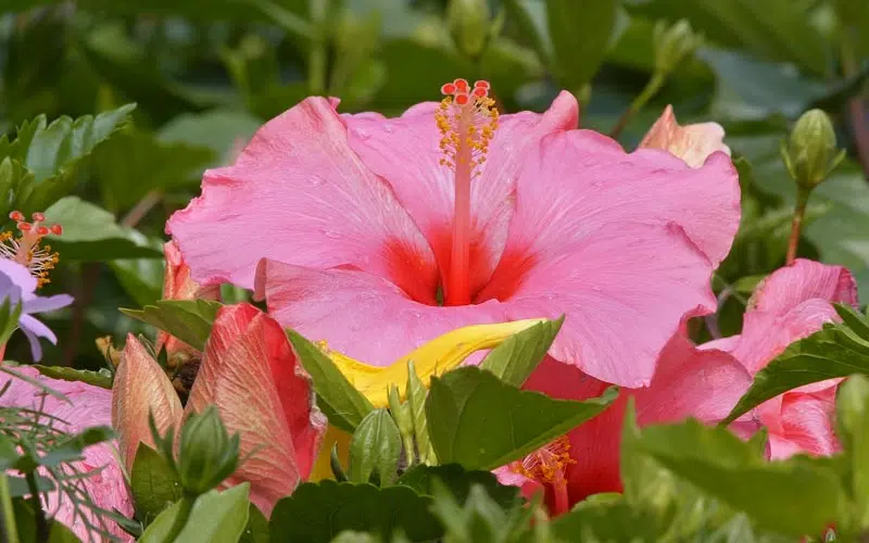 Hibiscus rose au jardin