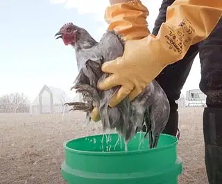 Traitement et bain des poules