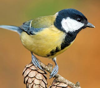 Mésange charbonnière dans un jardin