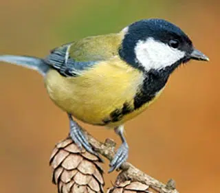 Mésange charbonnière dans un jardin