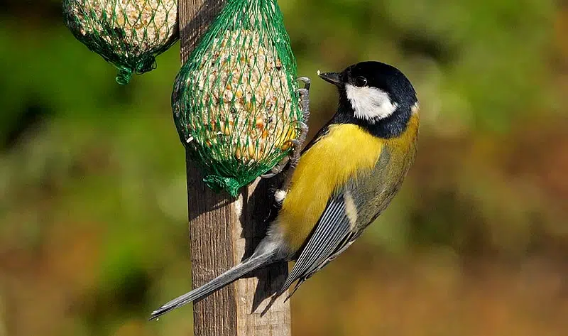 Mésange charbonnière se nourrit dans un filet à boule de graisse
