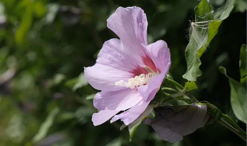 Hibiscus Syriacus