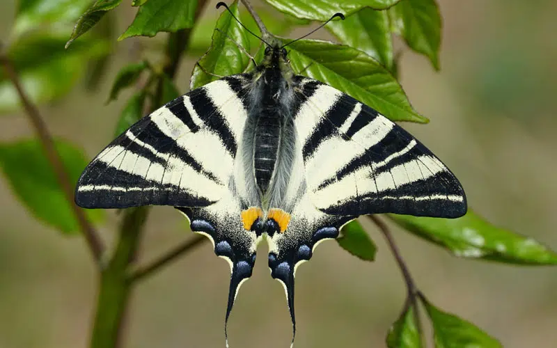 Le Flambé (Iphiclides podalirius)