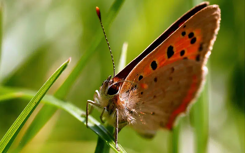 Le cuivré commun (Lycaena phlaeas)