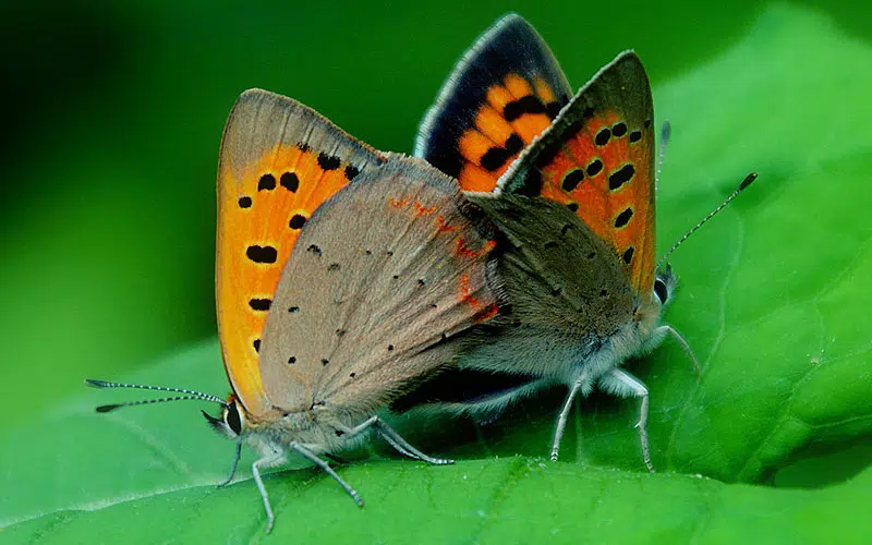 Accouplement de Lycaena phlaeas