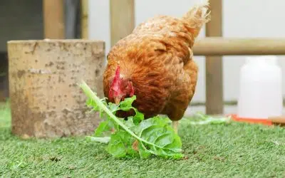 Quelle alimentation estivale pour les poules ?