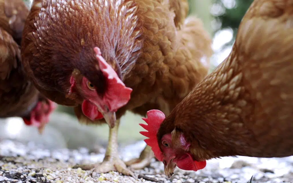 Alimentation des poules