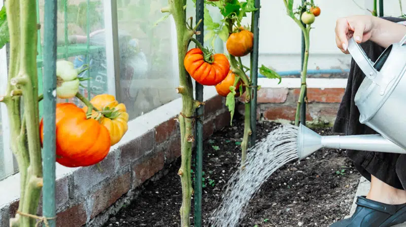 Arrosages des tomates