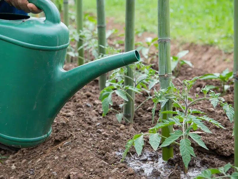 Arrosage matinale des tomates