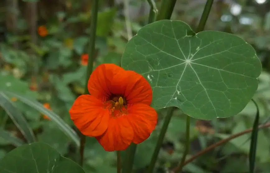 Fleurs de capucines, description de la plante.