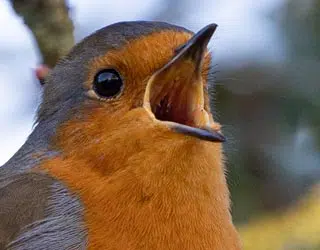 Le chant du rouge-gorge