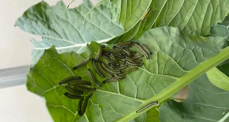 Chenilles sur les feuilles