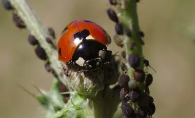 coccinelle contre les pucerons