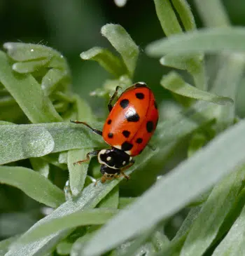 Coccinelle "Coccinellidae"