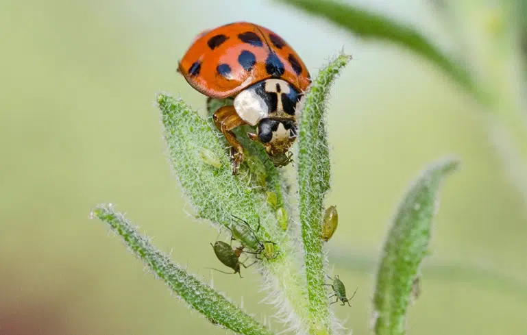 Des prédateurs naturels contre les pucerons