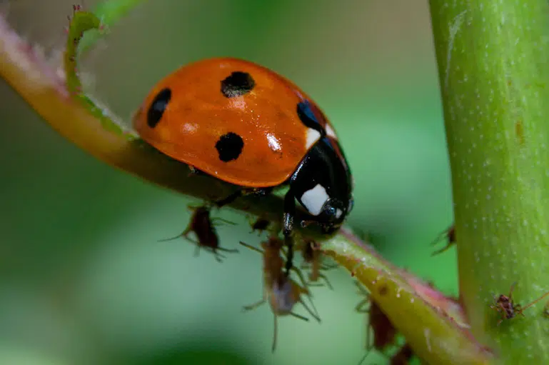 Coccinelle dans le potager