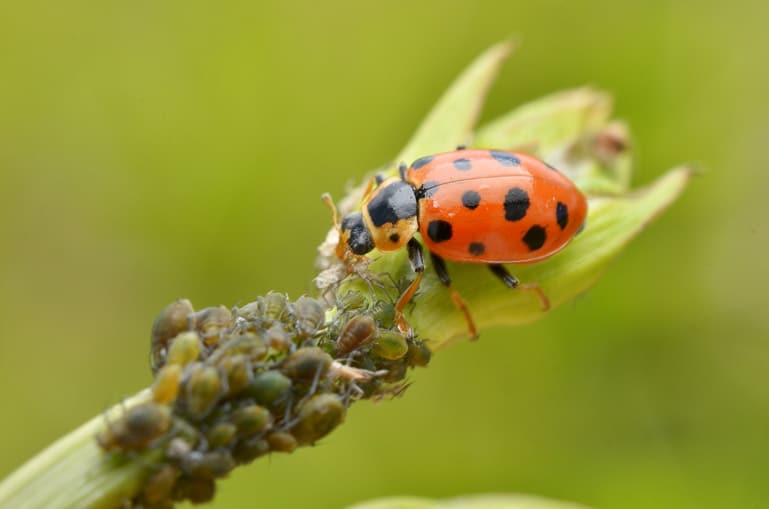 La coccinelle et les pucerons
